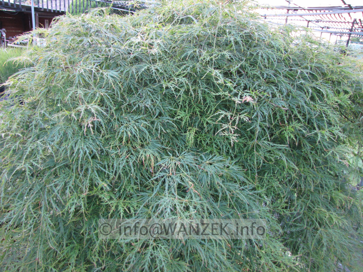 Acer palmatum Dissectum - Sol 3.JPG